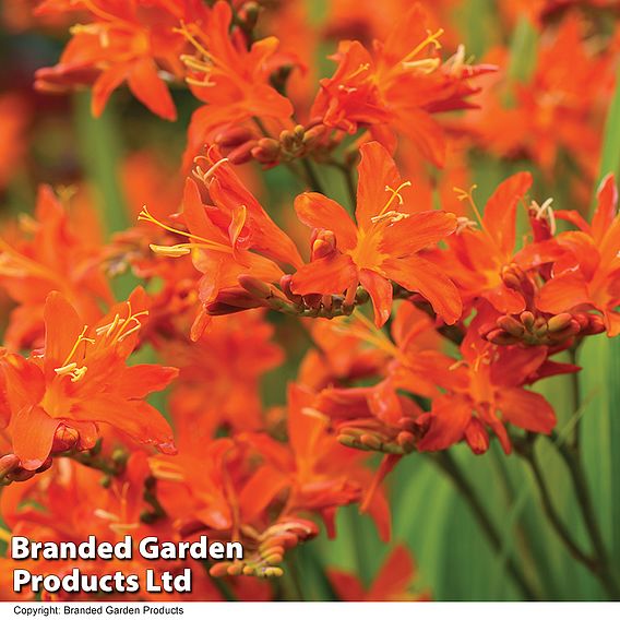 Crocosmia 'Spitfire'