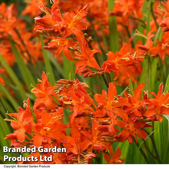 Crocosmia 'Spitfire'