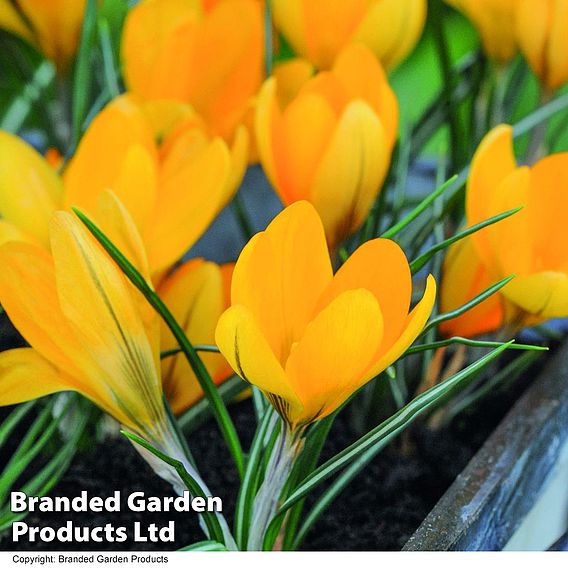 Crocus 'Yellow Mammoth'