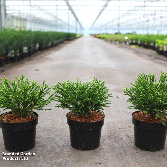 Cryptomeria japonica 'Little Champion'