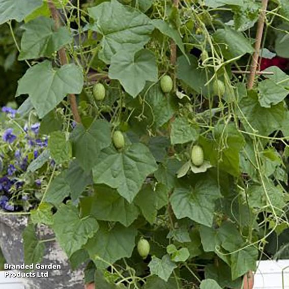 Cucamelon - Gourmet Veg Seeds