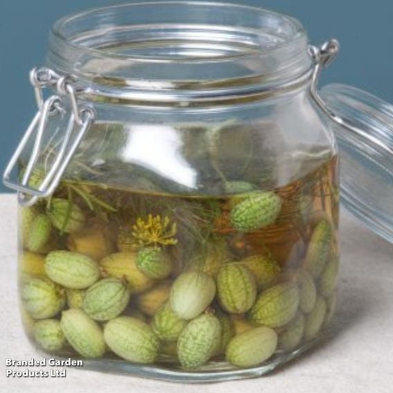 Cucamelon - Gourmet Veg Seeds