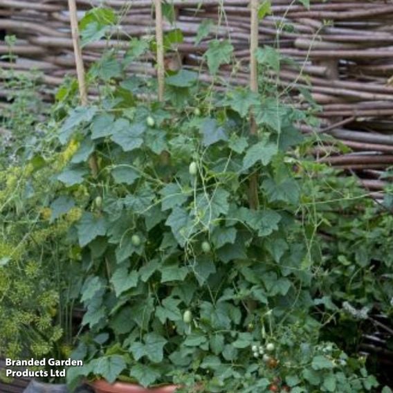 Cucamelon - Gourmet Veg Seeds