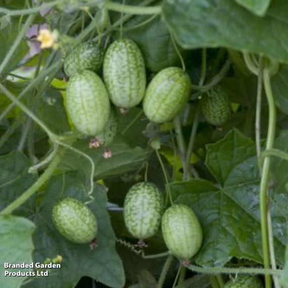 Cucamelon - Gourmet Veg Seeds