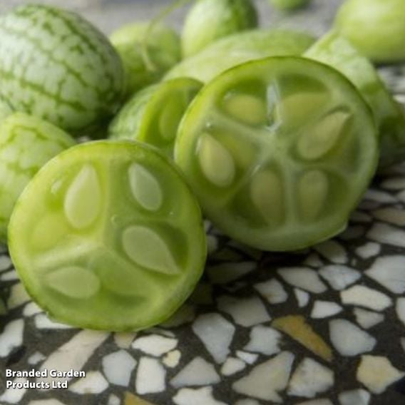 Cucamelon - Gourmet Veg Seeds