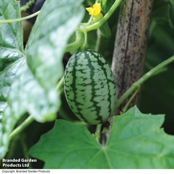 Cucamelon - Gourmet Veg Seeds