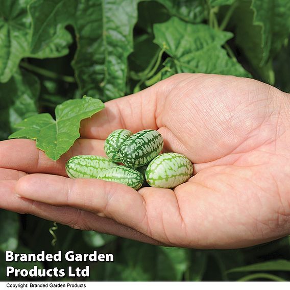 Cucumber 'Cucamelon' - Seeds