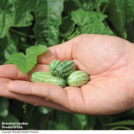 Cucamelon - Gourmet Veg Seeds