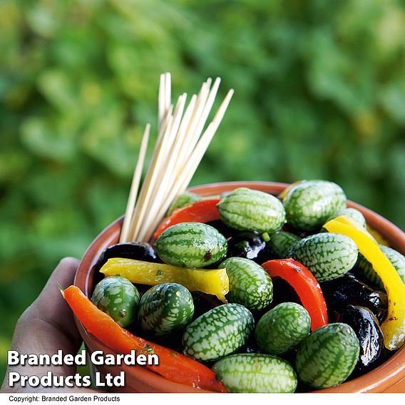 Cucumber 'Cucamelon' - Seeds