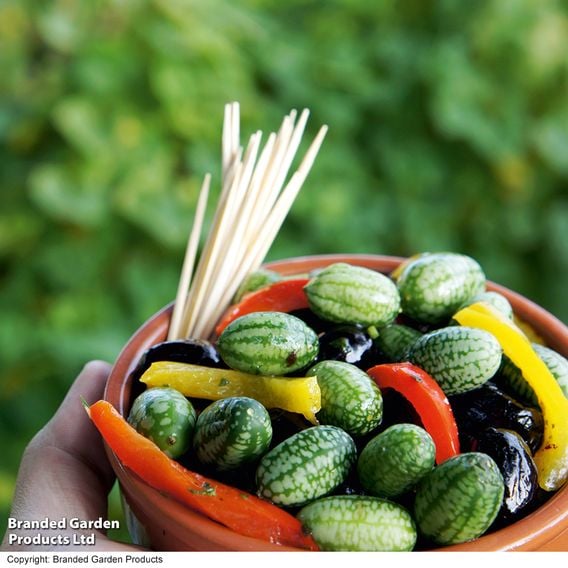 Cucamelon - Gourmet Veg Seeds