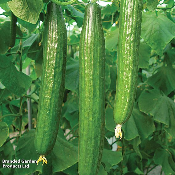Cucumber F1 'Bella (All Female)' - Seeds