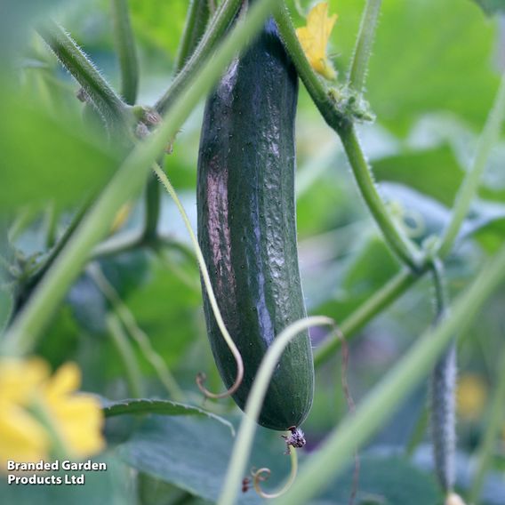 Cucumber F1 'Burpless Tasty Green' - Seeds