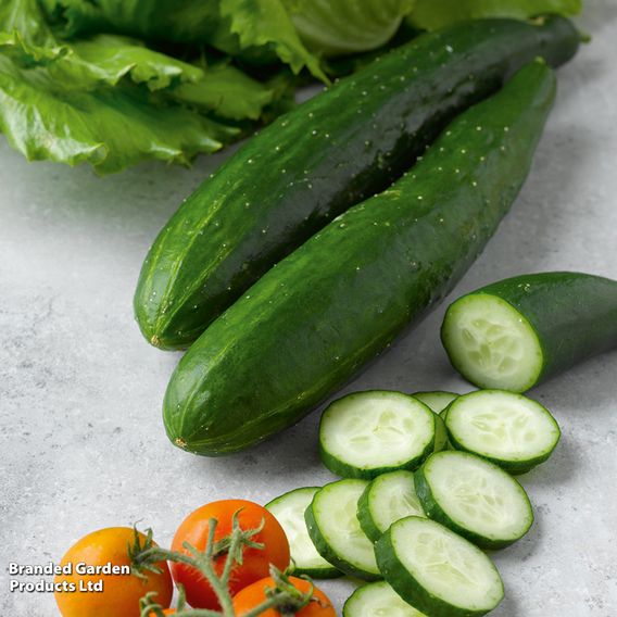 Cucumber F1 'Burpless Tasty Green' - Seeds