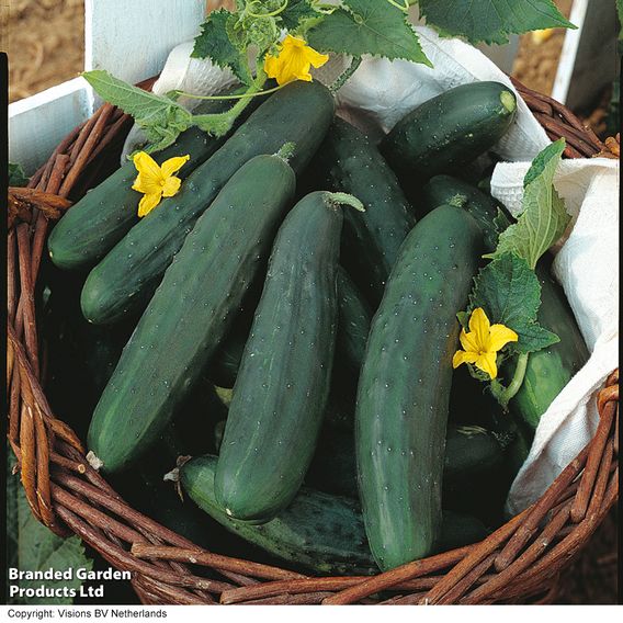 Cucumber F1 'Burpless Tasty Green' - Seeds