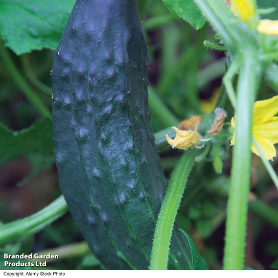 Cucumber F1 'Burpless Tasty Green' - Seeds
