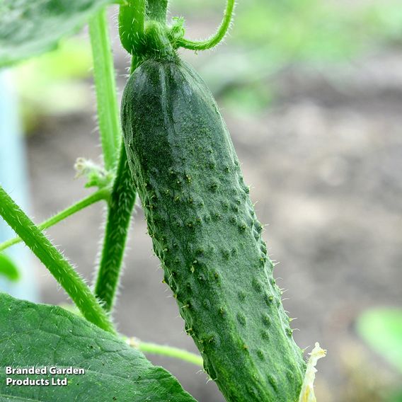 Cucumber 'Bush Champion' - Seeds
