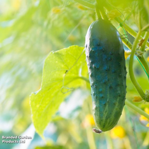 Cucumber 'Bush Champion' - Seeds