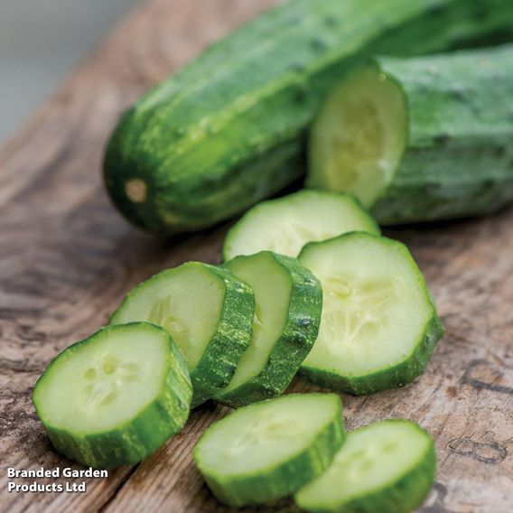 Cucumber 'Bush Champion' - Seeds