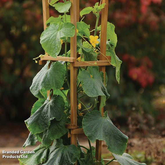 Cucumber 'Bush Champion' - Seeds
