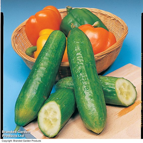 Cucumber 'Bush Champion' - Seeds