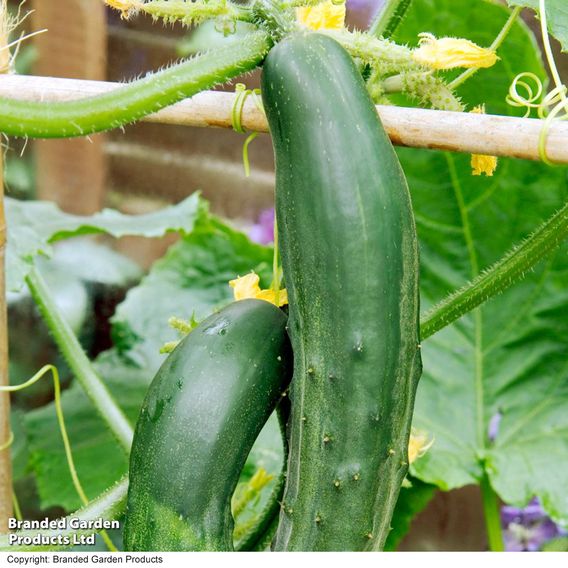 Cucumber 'Bush Champion' - Seeds