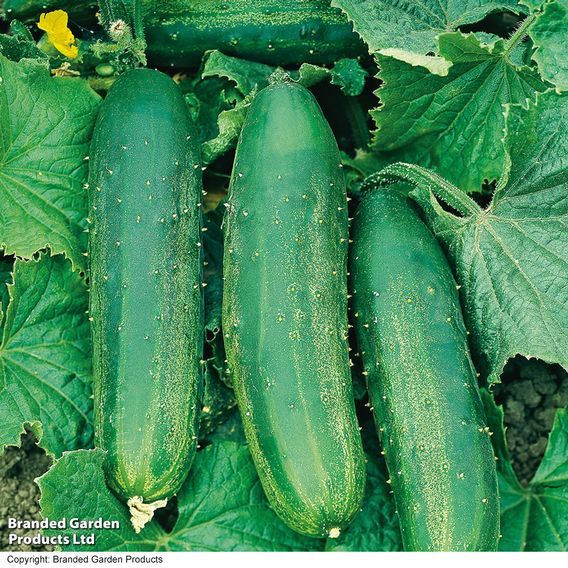 Cucumber 'Bush Champion' - Seeds
