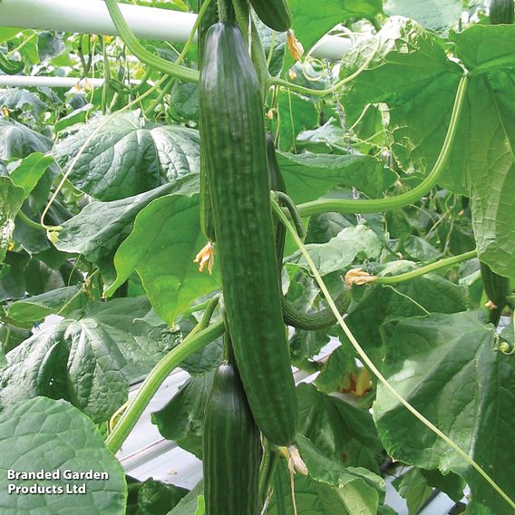 Cucumber 'Carmen' F1 Hybrid (Grafted)