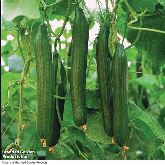 Cucumber 'Carmen' F1 Hybrid (Grafted)