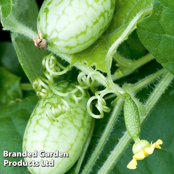Cucumber 'Cucamelon' - Seeds