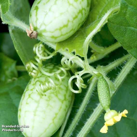 Cucamelon - Gourmet Veg Seeds