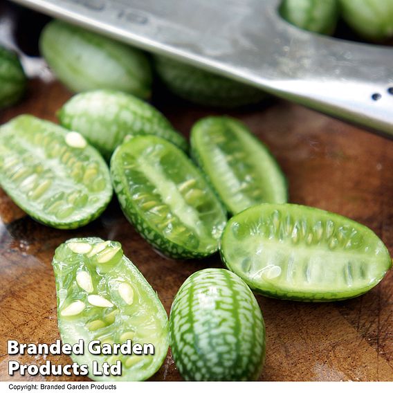 Cucumber Seeds - Cucamelon