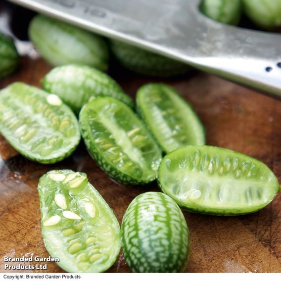 Cucamelon - Gourmet Veg Seeds
