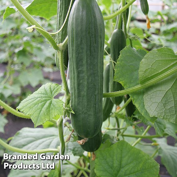 Cucumber Emilie F1 Hybrid - Seeds