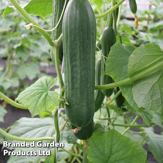 Cucumber Emilie F1 Hybrid Seeds