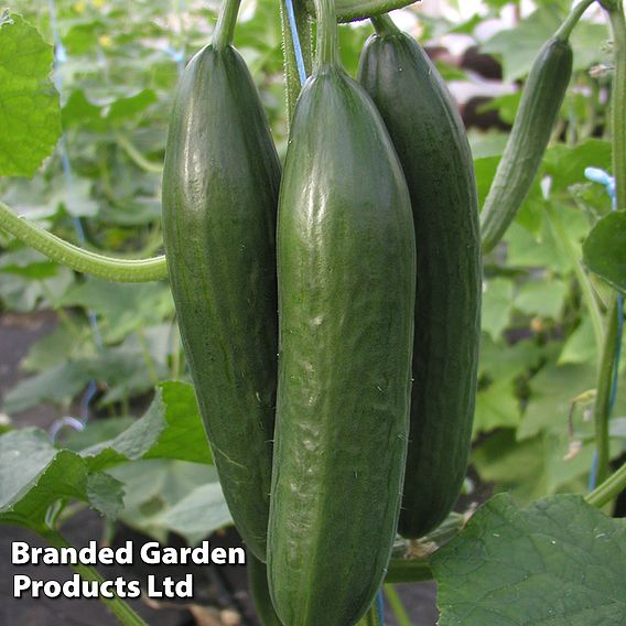 Cucumber Emilie F1 Hybrid - Seeds