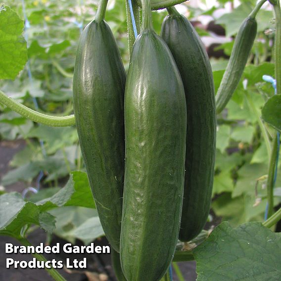 Cucumber Emilie F1 Hybrid Seeds