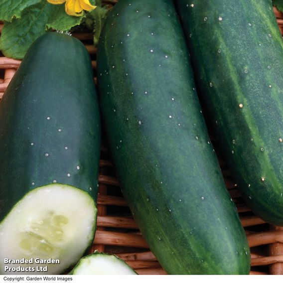 Cucumber 'Marketmore' - Organic Seeds