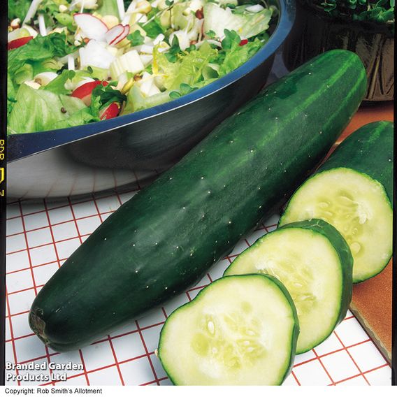 Cucumber 'Marketmore' - Organic Seeds