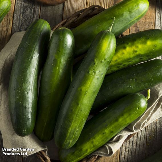 Cucumber 'Marketmore' - Organic Seeds