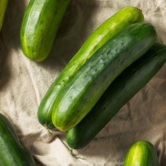 Cucumber 'Marketmore' - Organic Seeds