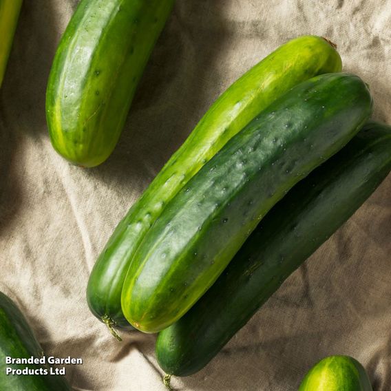 Cucumber 'Marketmore' - Organic Seeds