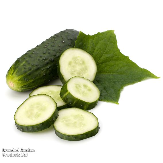 Cucumber 'Marketmore' - Organic Seeds