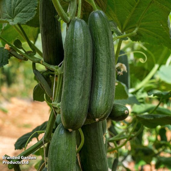 Cucumber 'Marketmore' - Organic Seeds