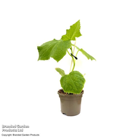 Cucumber 'Mini Stars' F1 (Grafted)