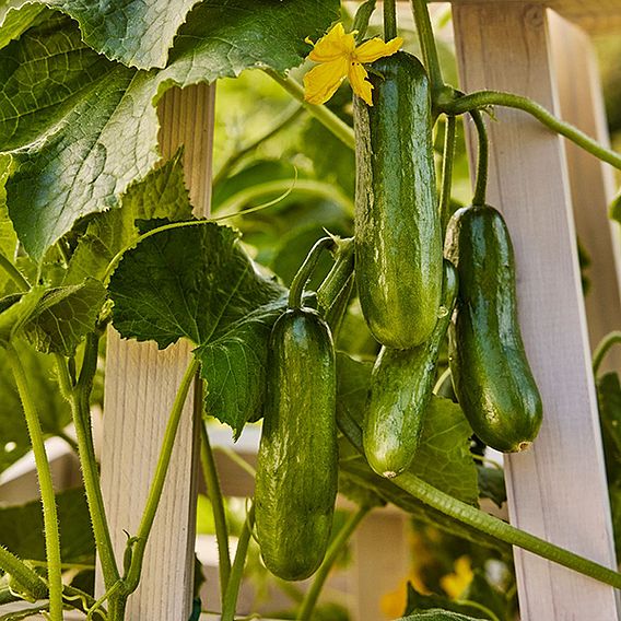 Cucumber 'Party Time' F1 - Seeds