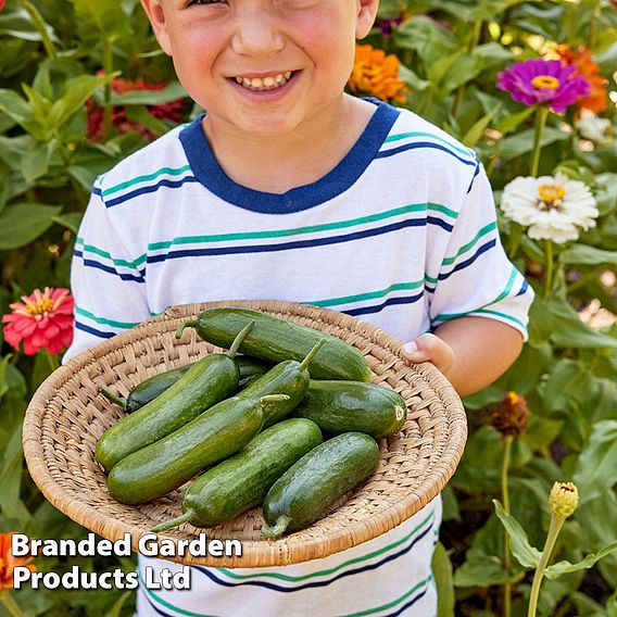 Cucumber 'Party Time' F1 - Seeds