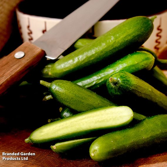 Cucumber F1 'Passandra' - Seeds