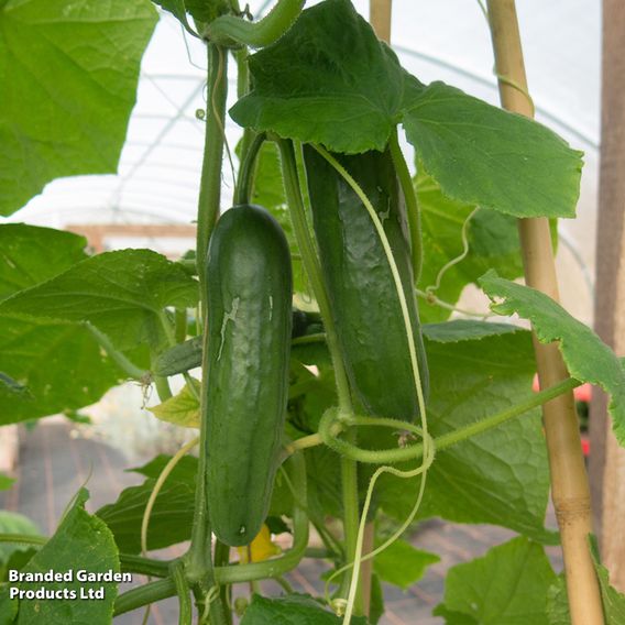 Cucumber F1 'Passandra' - Seeds