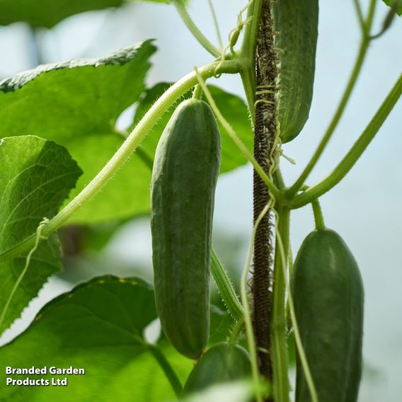 Cucumber F1 'Passandra' - Seeds