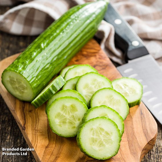 Cucumber F1 'Passandra' - Seeds